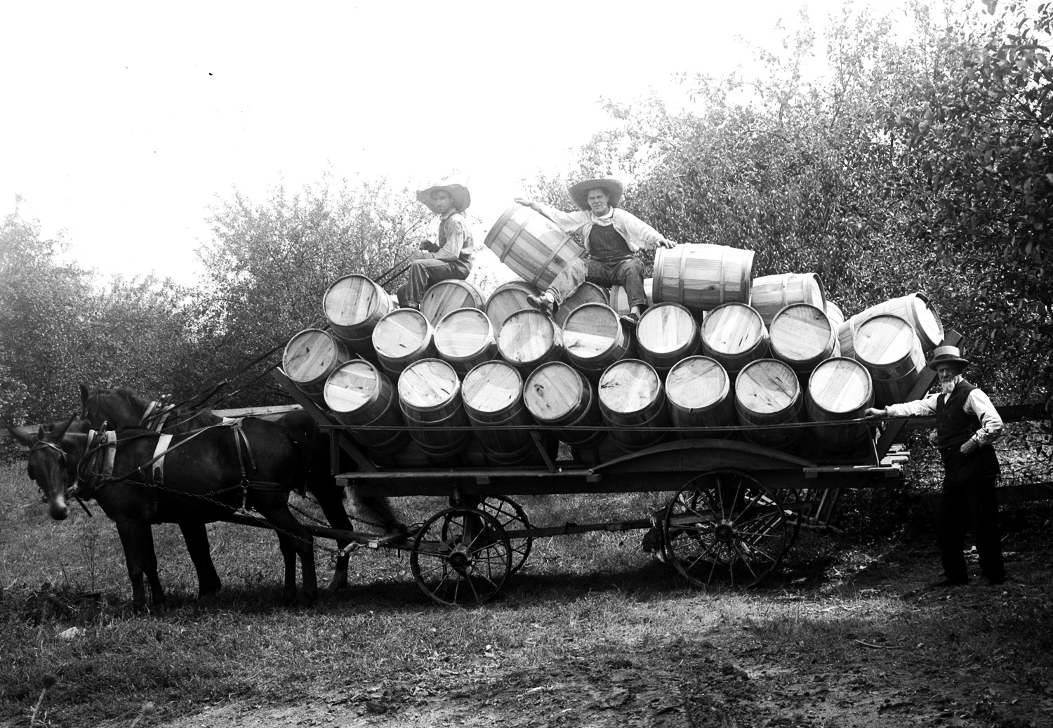 Wagon load of apple barrels in an Eastern KY orchard. Historic black and white photo.