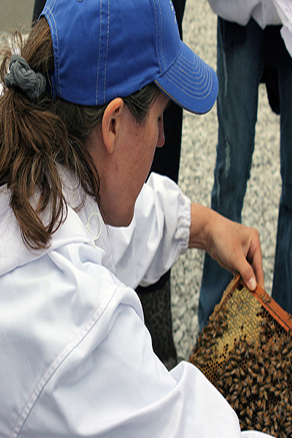 State Apiarist Tammy Horn examing honey produced on a reclaimed mine site
