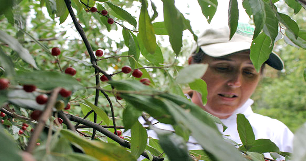 Tammy Horn, Kentucky Department of Agriculture, picks autumn berries in Appalachia.