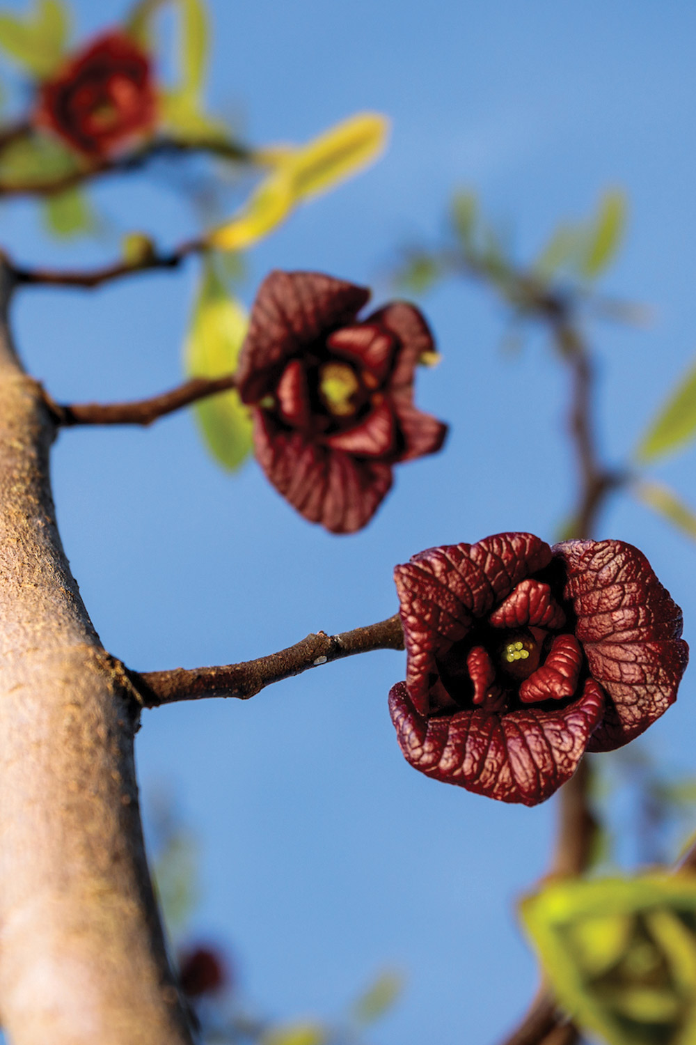 Pawpaw blooms are reddish mahogany in color