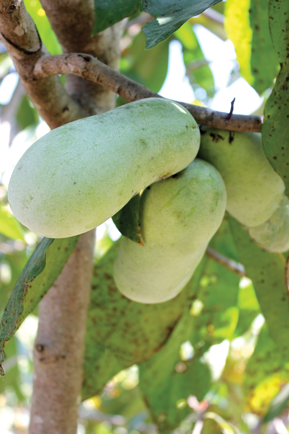Cluster of pawpaws on the tree