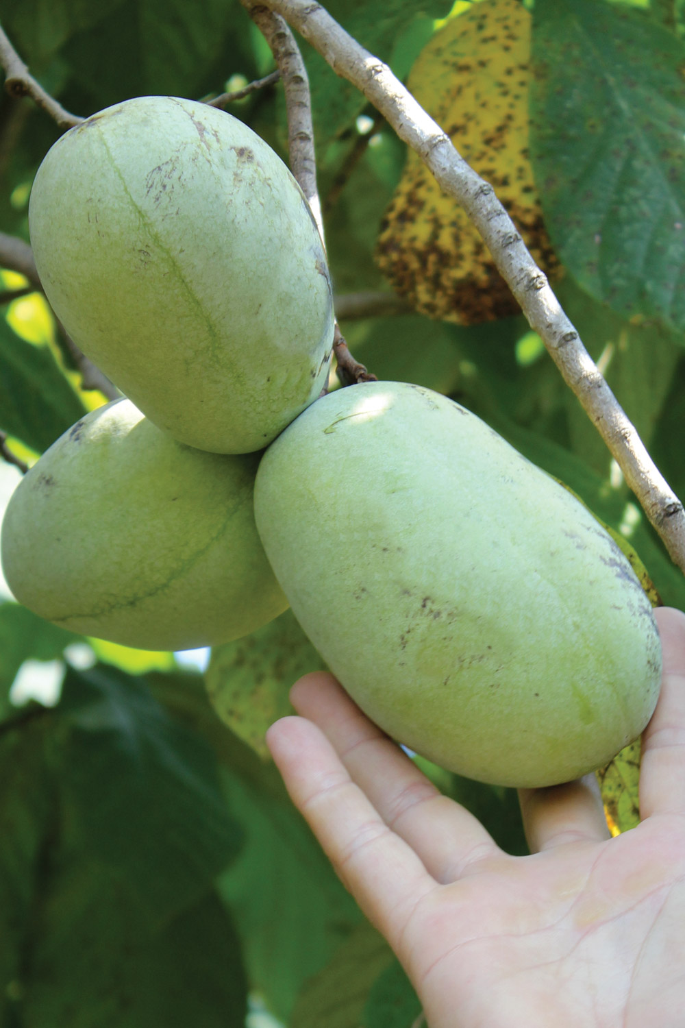 Picking pawpaws off the tree, minty green fruits that fit easily in your hand.