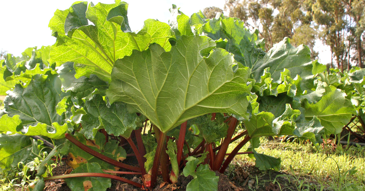 Rhubarb pie plant with red stalks and showy tropical leaves