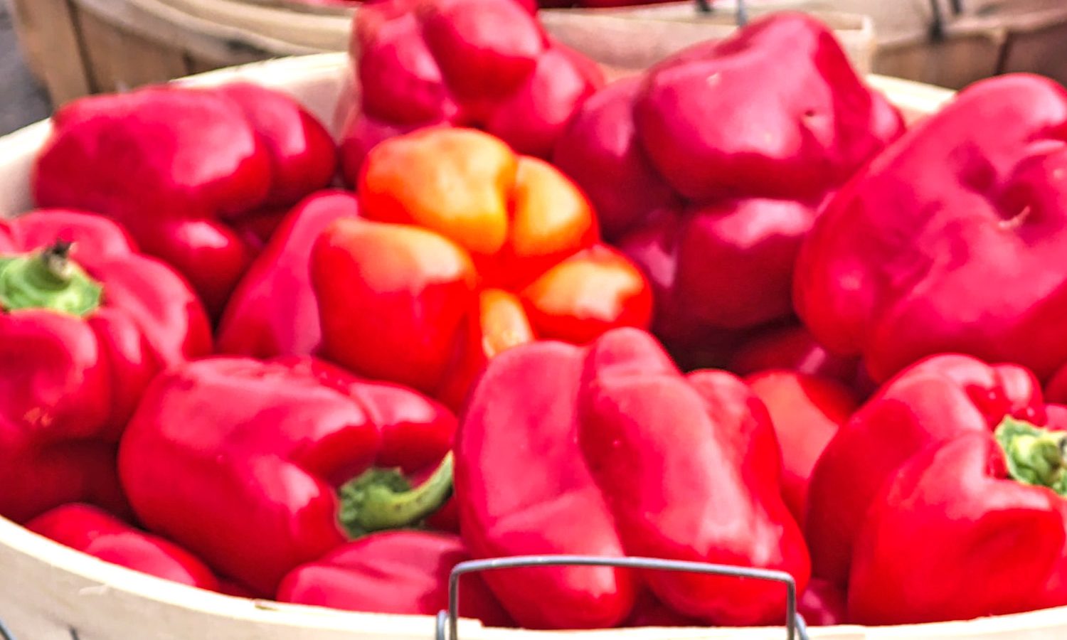 Garden fresh sweet red bell peppers in bushel basket-Friends Drift Inn Red Pepper Jelly