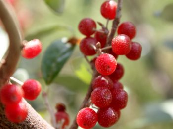 Autumn berries or autumn olives on branch