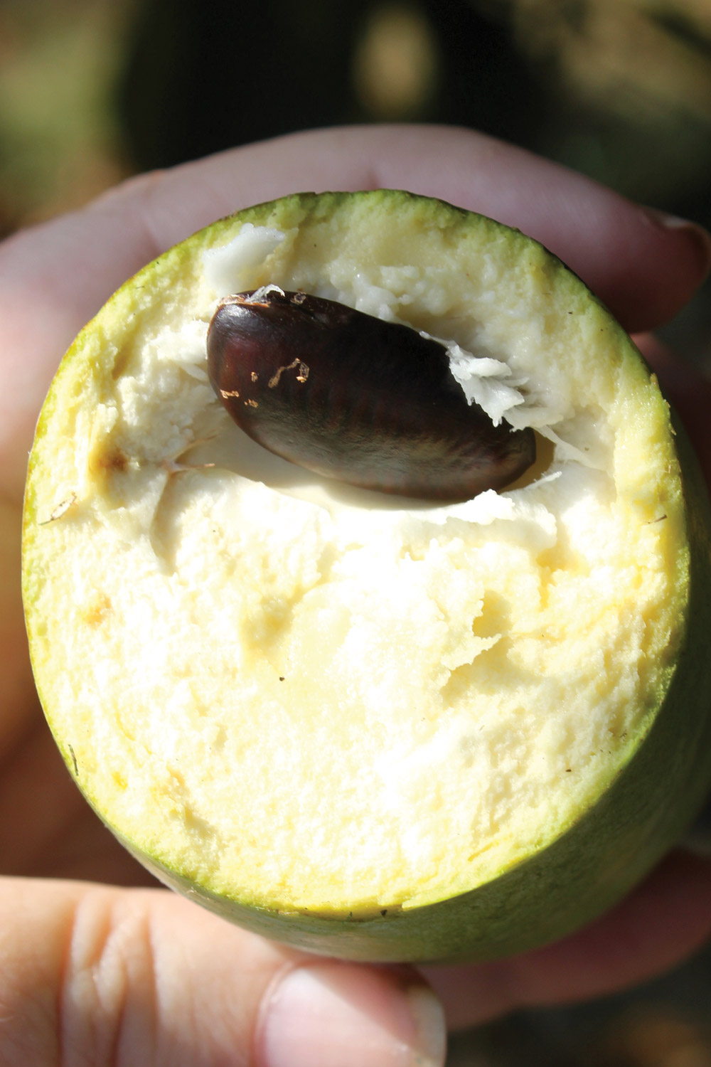 Cross-section of a pawpaw, showing custardy flesh and large brown pawpaw seed.