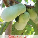 What is a pawpaw fruit on pawpaw tree