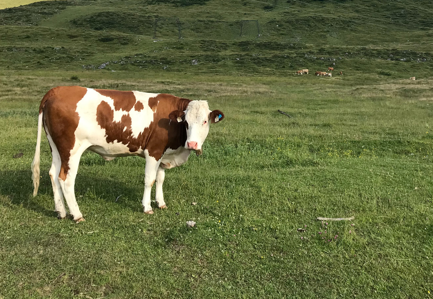 Hereford beef cattle in the pastures