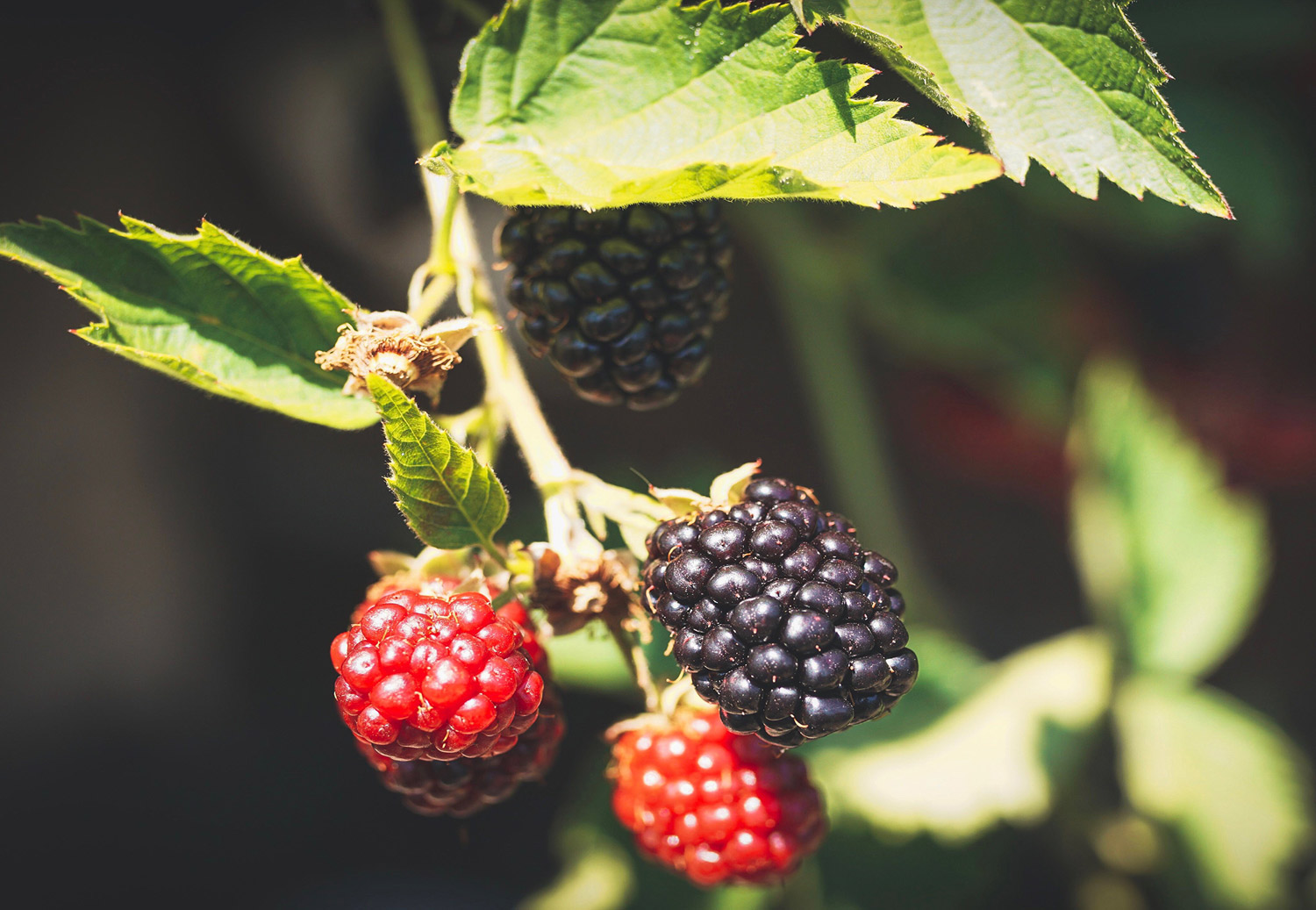 Blackberry Bourbon Jam Uses - Fresh berries to jam