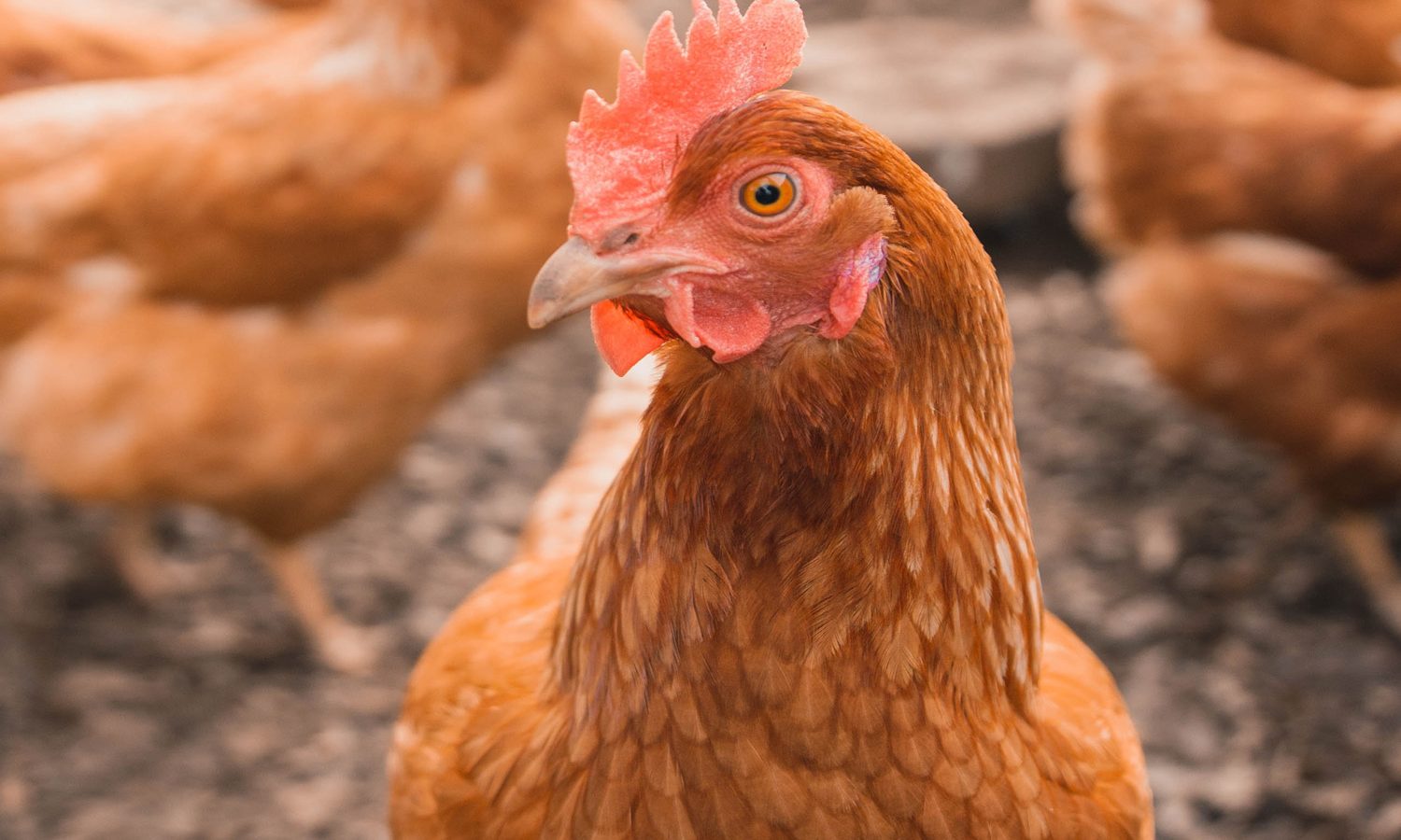 Buff Orphington hen with chickens in background
