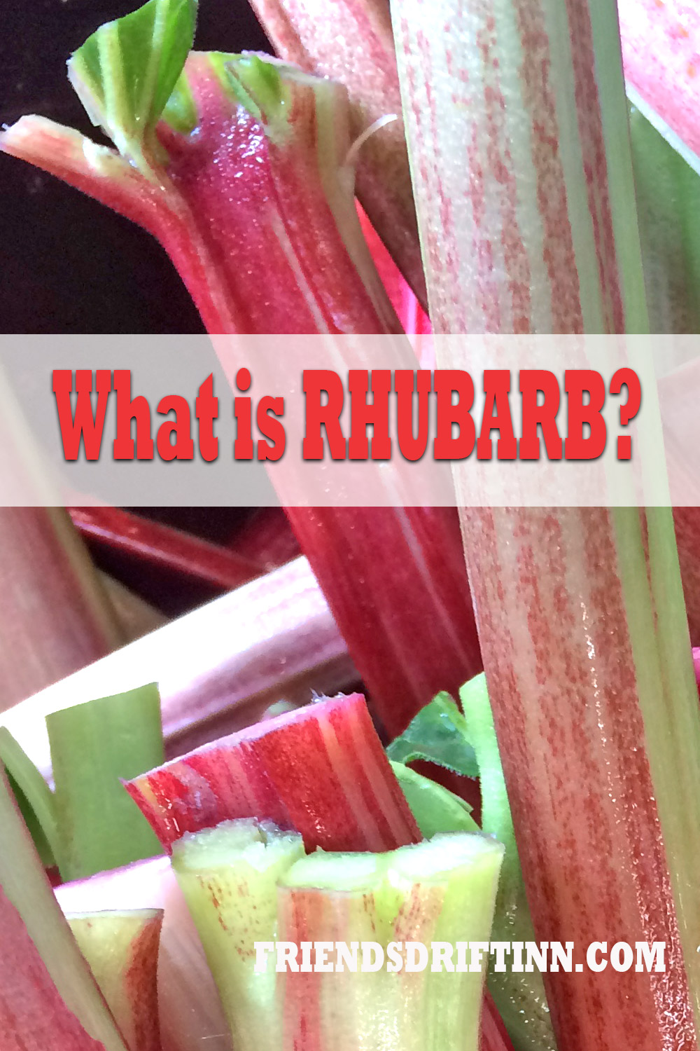 Freshly cut rhubarb stalks