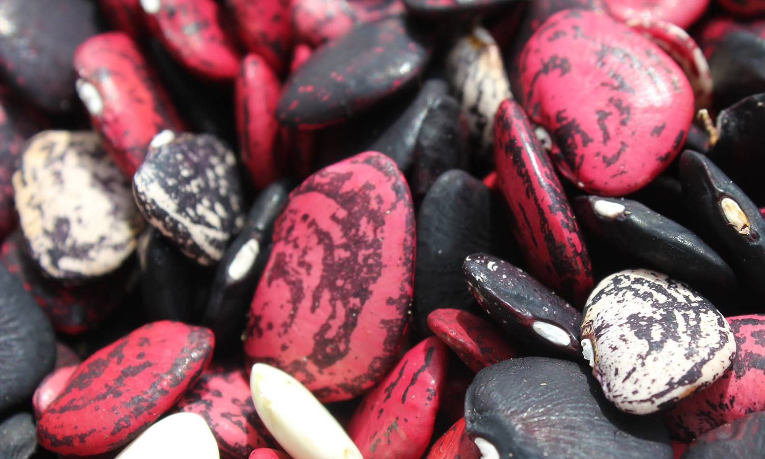 Heirloom lima bean seeds - Appalachian Heirloom Seed Swap Pikeville KY