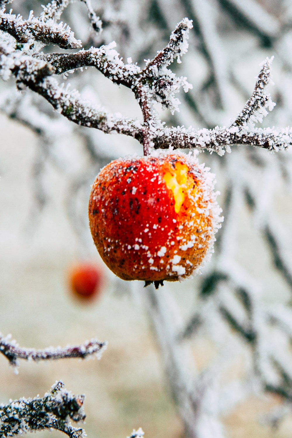 Red apple hanging from tree covered with snow.