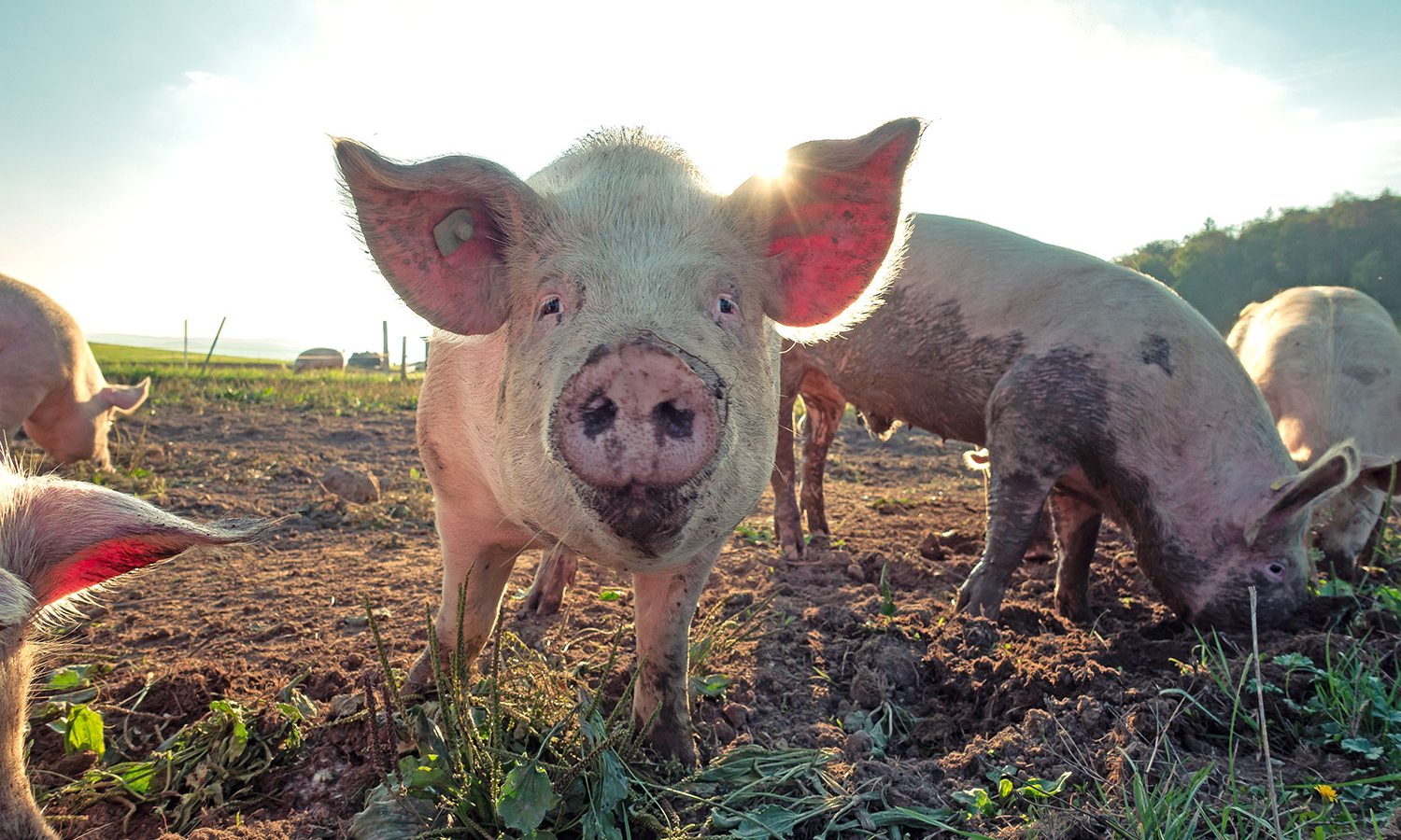 Pig in field - Header for Pork Ingredient
