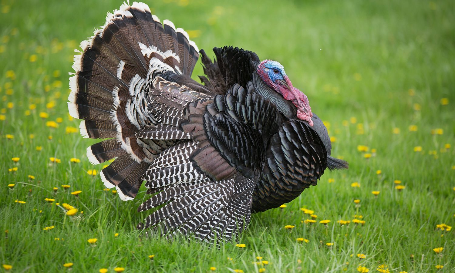 Turkey strutting - Header for Turkey Ingredient Tag